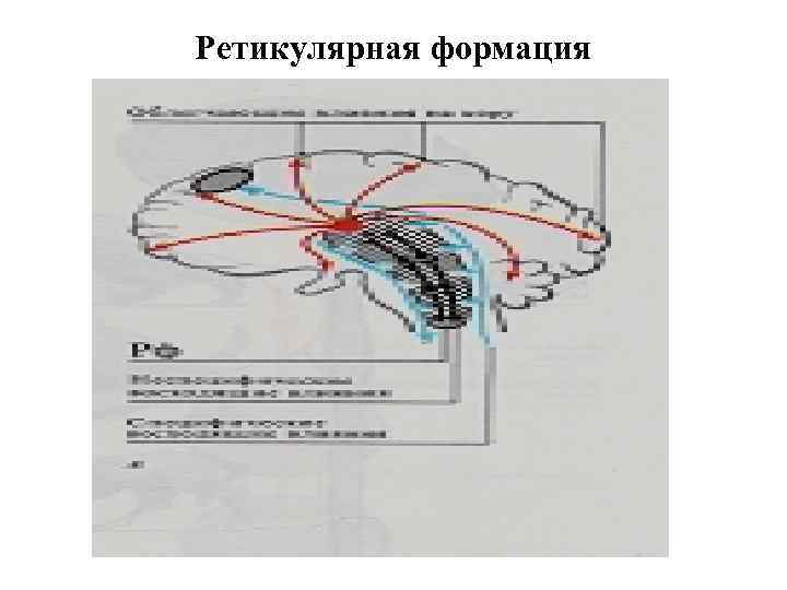 Ретикулярная формация 