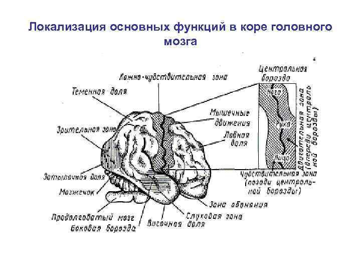 Схема коры больших полушарий мозга