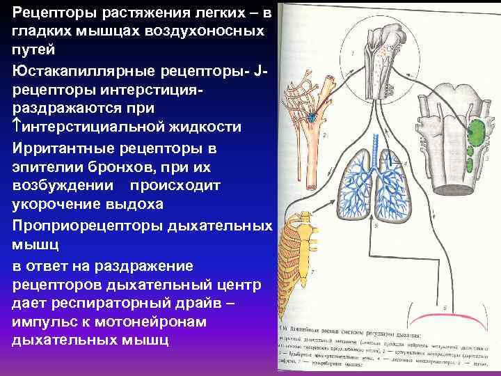 Обозначьте на рисунке названия элементов воздухоносных путей