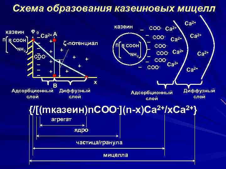 Схема образования казеиновых мицелл казеин 0 _ Ca 2+ A n R СOOH _