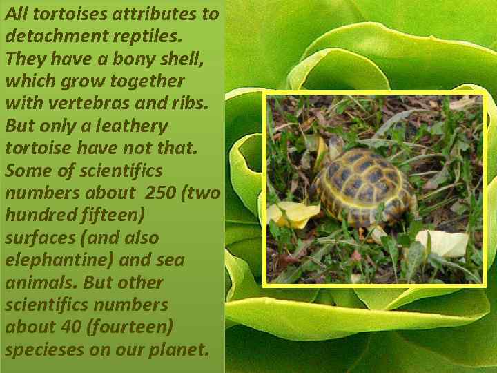 All tortoises attributes to detachment reptiles. They have a bony shell, which grow together