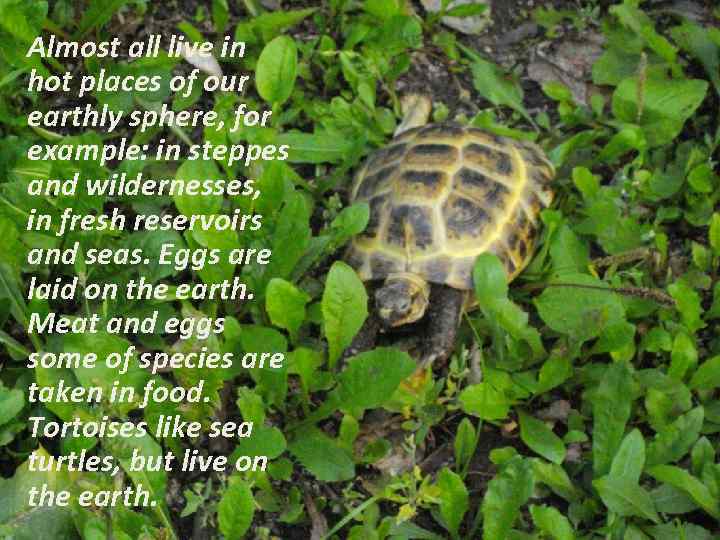 Almost all live in hot places of our earthly sphere, for example: in steppes