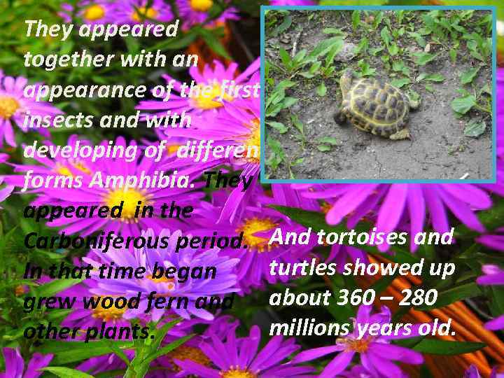 They appeared together with an appearance of the first insects and with developing of