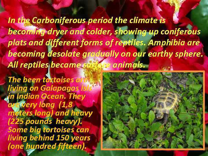 In the Carboniferous period the climate is becoming dryer and colder, showing up coniferous