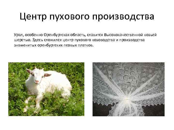 Центр пухового производства Урал, особенно Оренбургская область, славится Высококачественной козьей шерстью. Здесь сложился центр