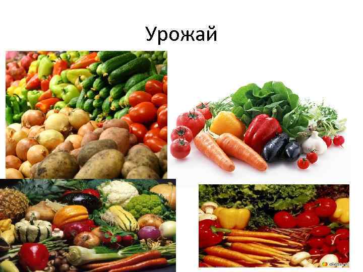 Урожай 