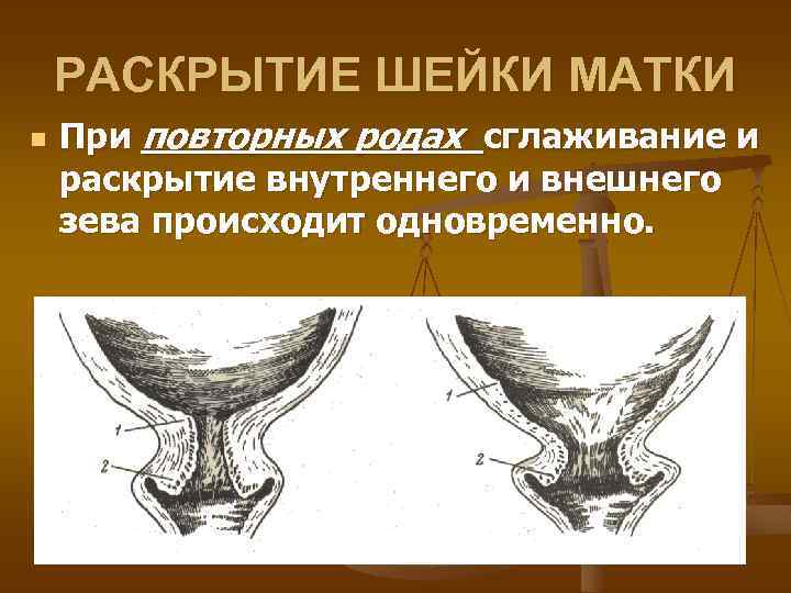 РАСКРЫТИЕ ШЕЙКИ МАТКИ n При повторных родах сглаживание и раскрытие внутреннего и внешнего зева