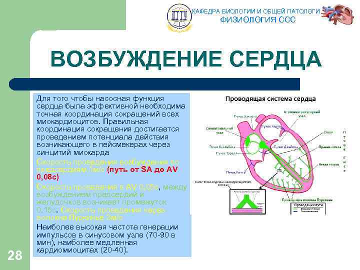 КАФЕДРА БИОЛОГИИ И ОБЩЕЙ ПАТОЛОГИИ ФИЗИОЛОГИЯ ССС ВОЗБУЖДЕНИЕ СЕРДЦА 28 Для того чтобы насосная