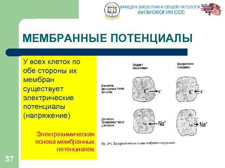 КАФЕДРА БИОЛОГИИ И ОБЩЕЙ ПАТОЛОГИИ ФИЗИОЛОГИЯ ССС МЕМБРАННЫЕ ПОТЕНЦИАЛЫ У всех клеток по обе