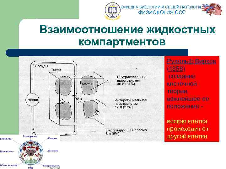 КАФЕДРА БИОЛОГИИ И ОБЩЕЙ ПАТОЛОГИИ ФИЗИОЛОГИЯ ССС Взаимоотношение жидкостных компартментов Рудольф Вирхов (1858) создание