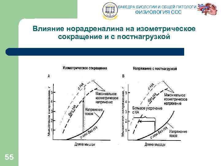 КАФЕДРА БИОЛОГИИ И ОБЩЕЙ ПАТОЛОГИИ ФИЗИОЛОГИЯ ССС Влияние норадреналина на изометрическое сокращение и с