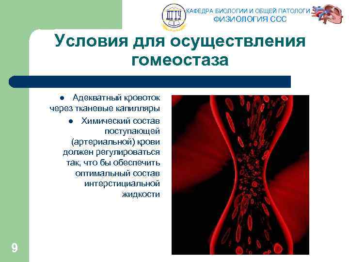 КАФЕДРА БИОЛОГИИ И ОБЩЕЙ ПАТОЛОГИИ ФИЗИОЛОГИЯ ССС Условия для осуществления гомеостаза Адекватный кровоток через