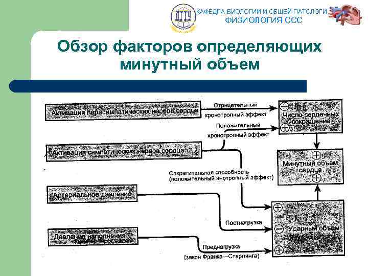 КАФЕДРА БИОЛОГИИ И ОБЩЕЙ ПАТОЛОГИИ ФИЗИОЛОГИЯ ССС Обзор факторов определяющих минутный объем 