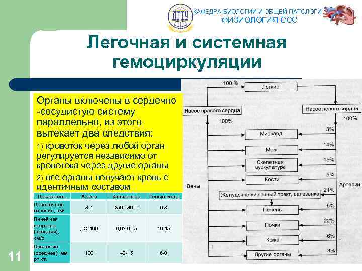 КАФЕДРА БИОЛОГИИ И ОБЩЕЙ ПАТОЛОГИИ ФИЗИОЛОГИЯ ССС Легочная и системная гемоциркуляции Органы включены в