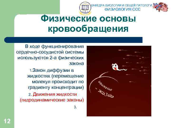 КАФЕДРА БИОЛОГИИ И ОБЩЕЙ ПАТОЛОГИИ ФИЗИОЛОГИЯ ССС Физические основы кровообращения В ходе функционирования сердечно