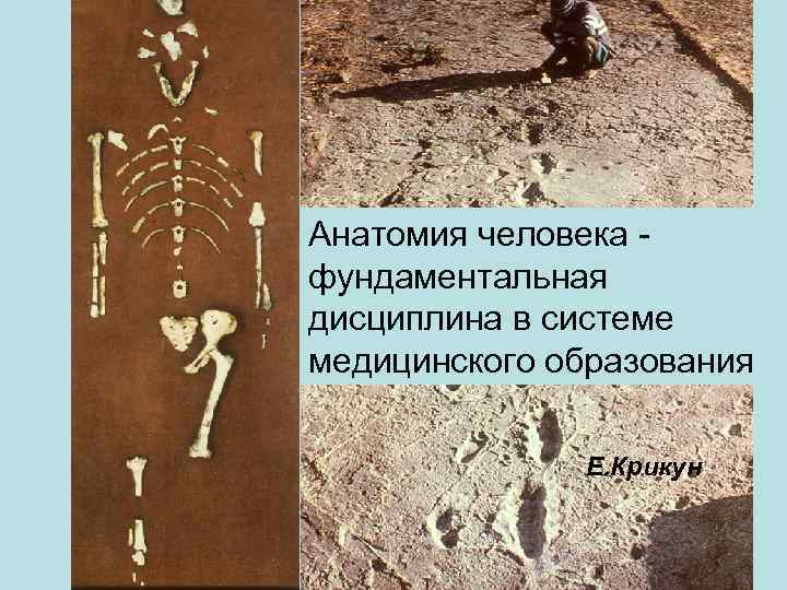 Анатомия человека фундаментальная дисциплина в системе медицинского образования Е. Крикун 