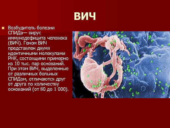 ВИЧ n Возбудитель болезни СПИДа— вирус иммунодефицита человека (ВИЧ). Геном ВИЧ представлен двумя идентичными