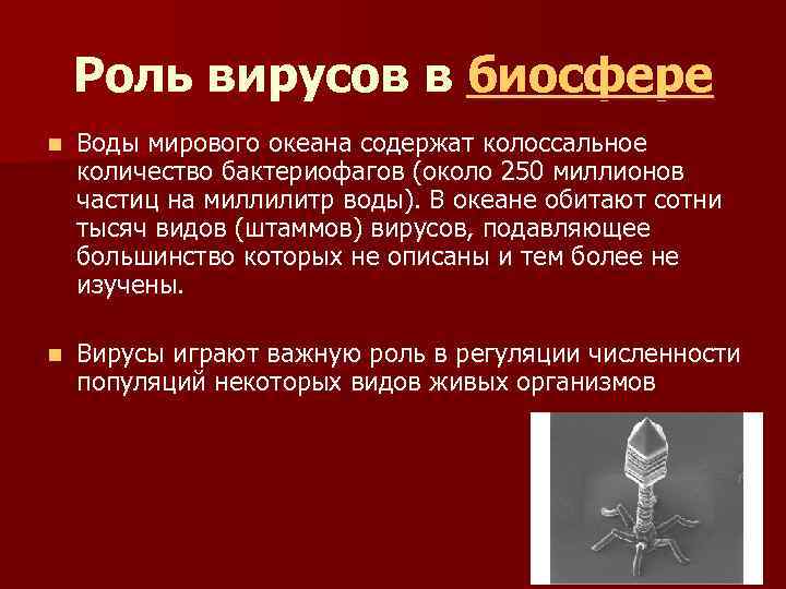 Роль вирусов в биосфере n Воды мирового океана содержат колоссальное количество бактериофагов (около 250