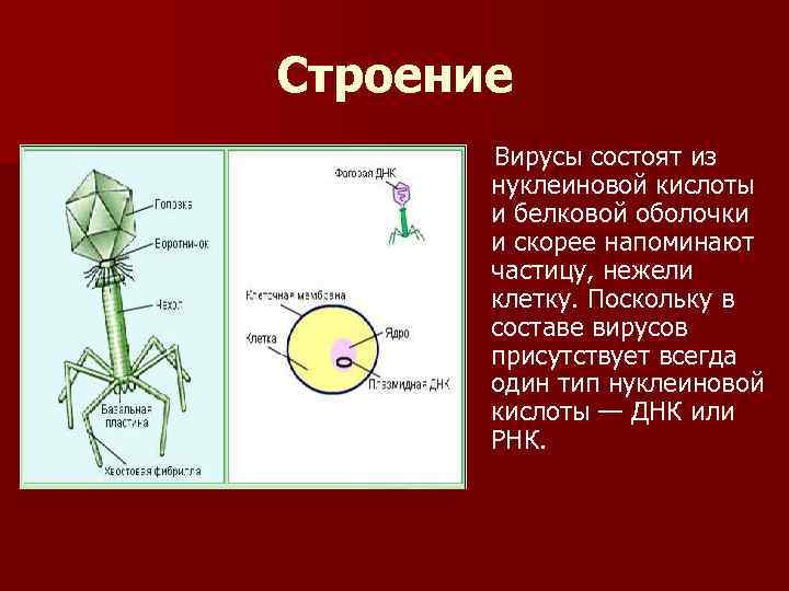 Строение Вирусы состоят из нуклеиновой кислоты и белковой оболочки и скорее напоминают частицу, нежели
