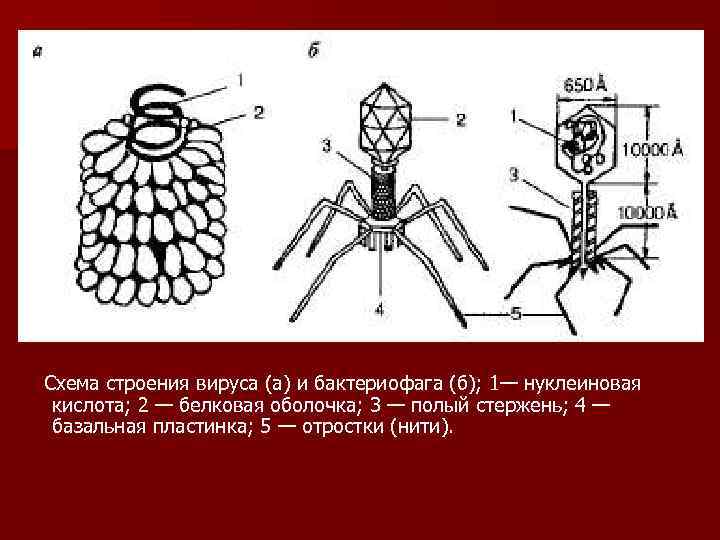 Схема строения вируса (а) и бактериофага (б); 1— нуклеиновая кислота; 2 — белковая оболочка;