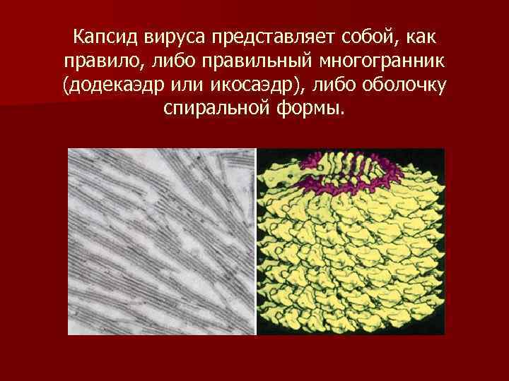 Капсид вируса представляет собой, как правило, либо правильный многогранник (додекаэдр или икосаэдр), либо оболочку