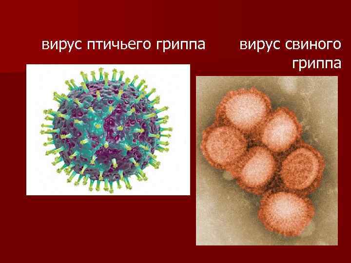вирус птичьего гриппа вирус свиного гриппа 