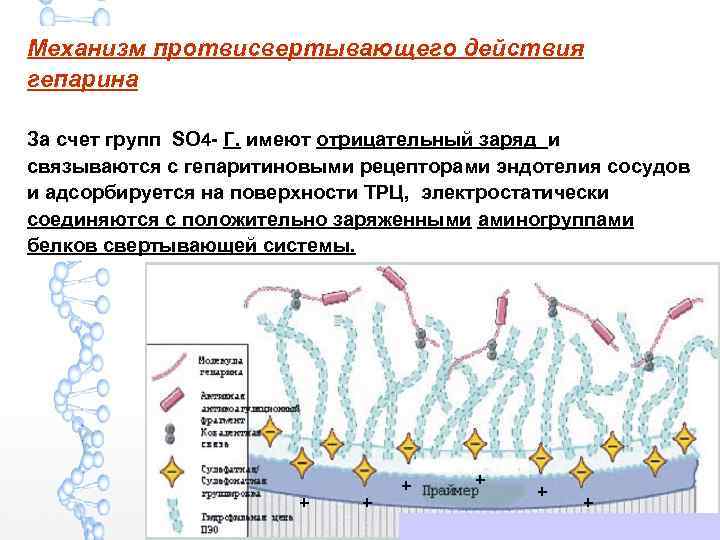 Механизм протвисвертывающего действия гепарина За счет групп SO 4 - Г. имеют отрицательный заряд