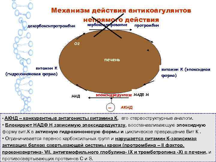 Механизм действия антикоагулянтов СО 2 непрямого действия декарбоксипротромбин карбоксилирование протромбин О 2 печень витамин