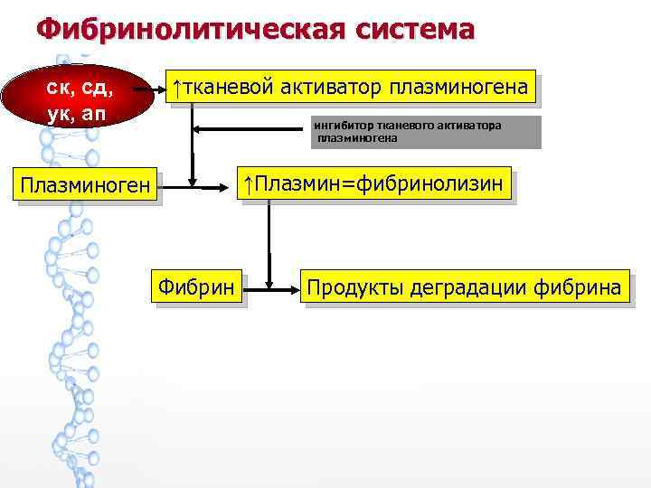 Фибринолитическая система ск, сд, ук, ап ↑тканевой активатор плазминогена ингибитор тканевого активатора плазминогена Плазминоген