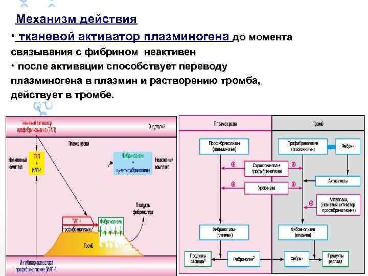 Механизм действия • тканевой активатор плазминогена до момента связывания с фибрином неактивен • после