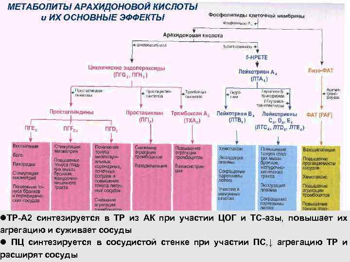 МЕТАБОЛИТЫ АРАХИДОНОВОЙ КИСЛОТЫ и ИХ ОСНОВНЫЕ ЭФФЕКТЫ ТР-А 2 синтезируется в ТР из АК