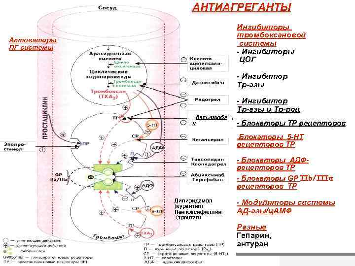 АНТИАГРЕГАНТЫ Ингибиторы тромбоксановой системы - Ингибиторы ЦОГ Активаторы ПГ системы дальтроба н - Ингибитор