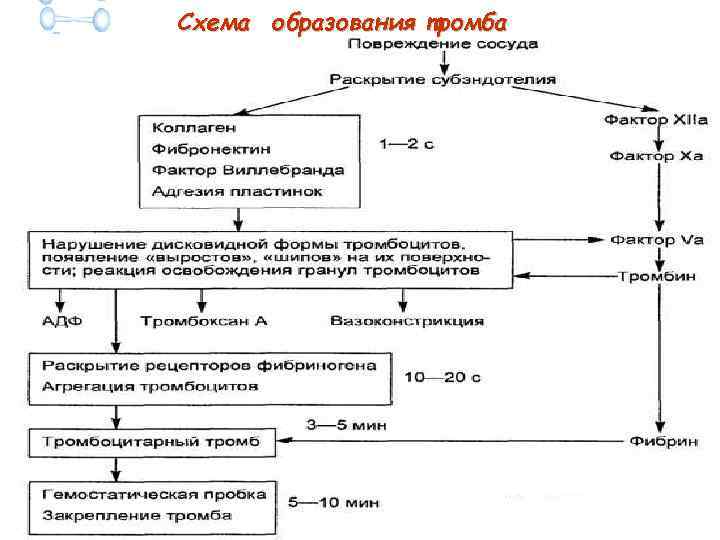 Схема образования тромба 