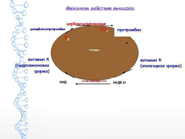 Механизм действия викасола декарбоксипротромбин карбоксилирование СО 2 протромбин О 2 печень витамин К (гидрохиноновая