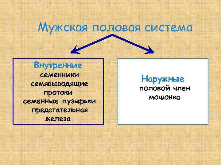 Мужская половая система Внутренние семенники семявыводящие протоки семенные пузырьки предстательная железа Наружные половой член