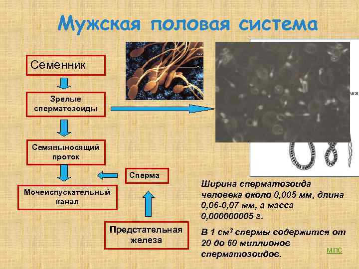 Мужская половая система Семенник Зрелые сперматозоиды Семявыносящий проток Сперма Мочеиспускательный канал Предстательная железа Ширина