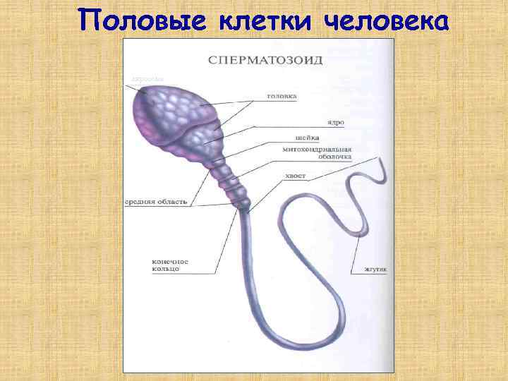 Половые клетки человека акросома 