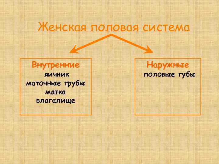 Женская половая система Внутренние яичник маточные трубы матка влагалище Наружные половые губы 