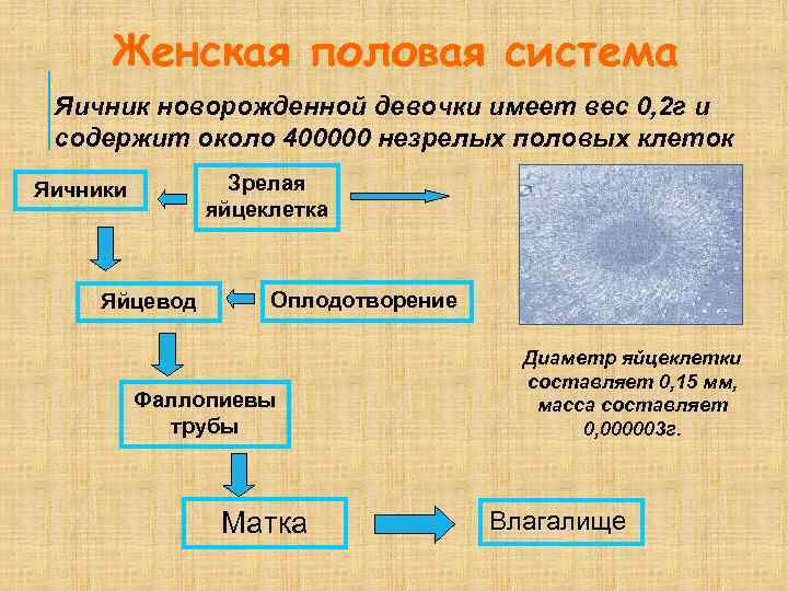 . Женская половая система Яичник новорожденной девочки имеет вес 0, 2 г и содержит