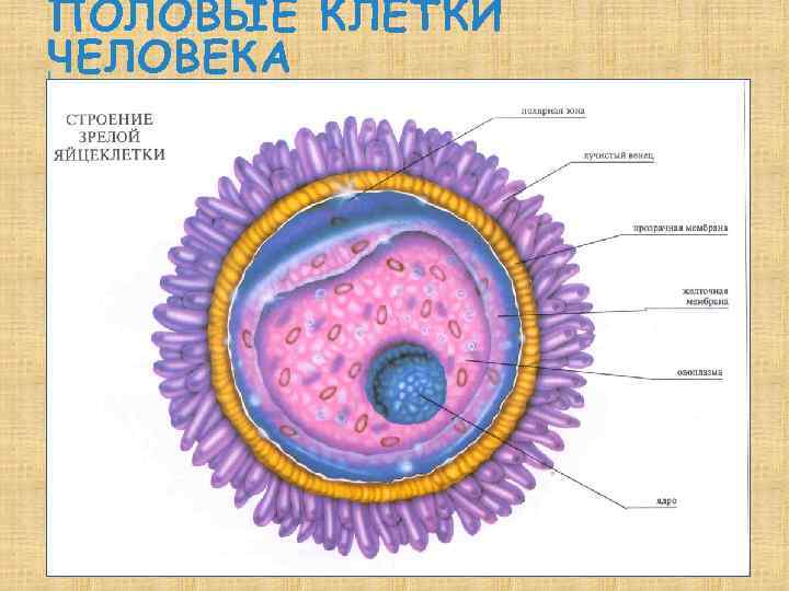 ПОЛОВЫЕ КЛЕТКИ ЧЕЛОВЕКА 