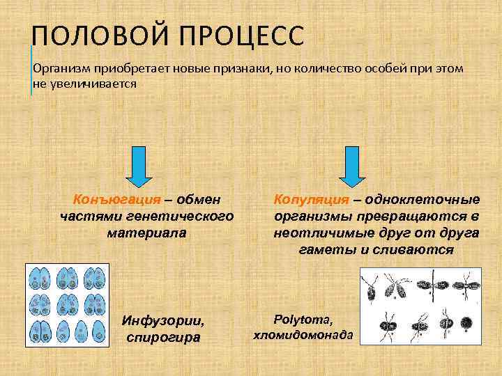 Половыми называют