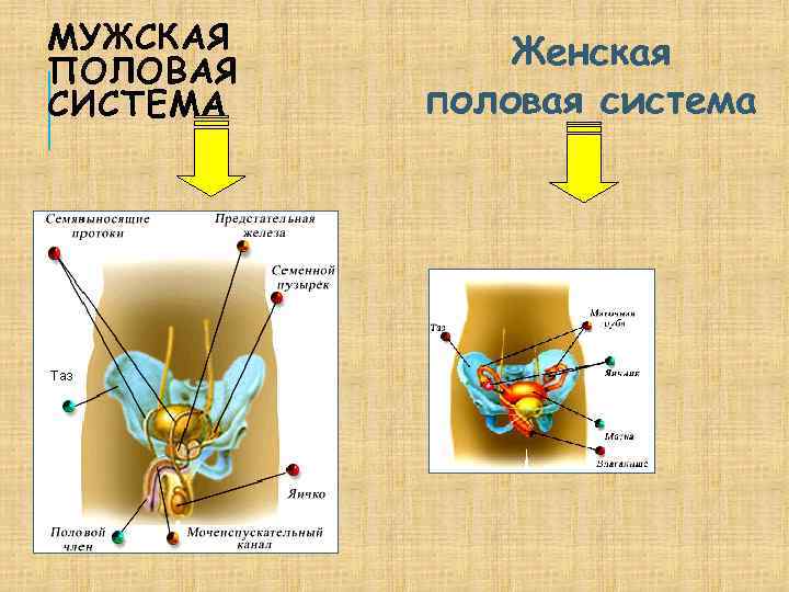 МУЖСКАЯ ПОЛОВАЯ СИСТЕМА Женская половая система 