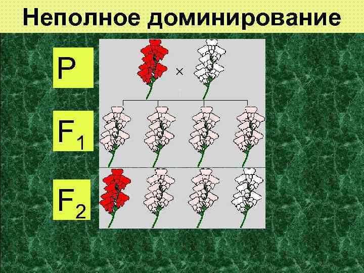 Неполное доминирование P F 1 F 2 