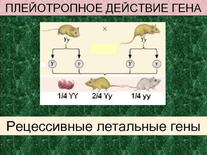 ПЛЕЙОТРОПНОЕ ДЕЙСТВИЕ ГЕНА Рецессивные летальные гены 