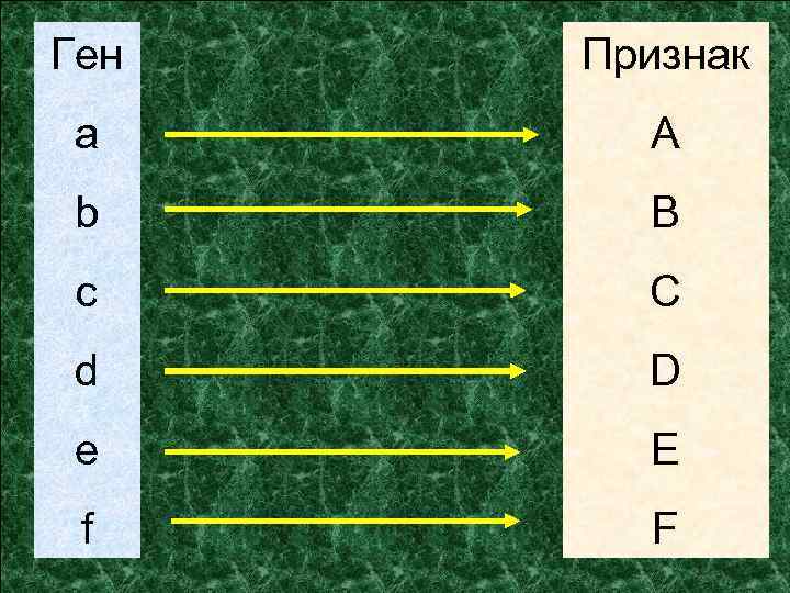 Ген Признак a A b B c C d D e E f F