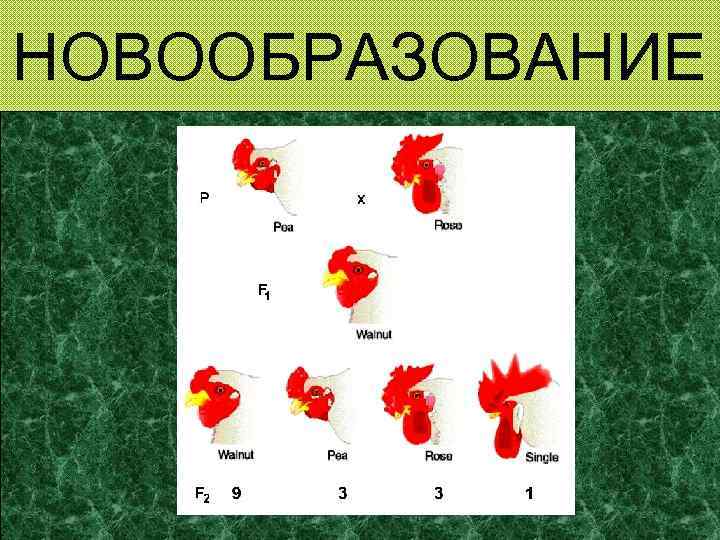 НОВООБРАЗОВАНИЕ 
