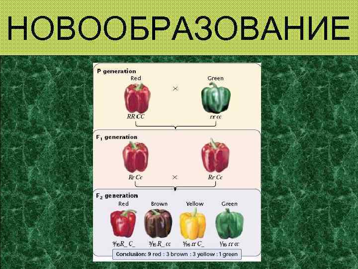 НОВООБРАЗОВАНИЕ 