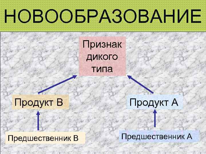 НОВООБРАЗОВАНИЕ Признак дикого типа Продукт В Предшественник В Продукт А Предшественник А 
