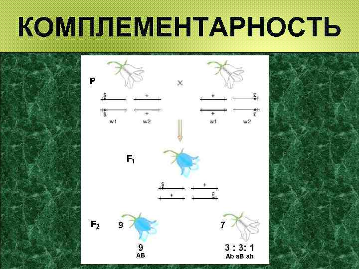 КОМПЛЕМЕНТАРНОСТЬ 