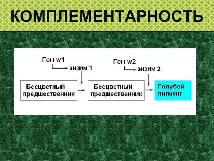 КОМПЛЕМЕНТАРНОСТЬ 